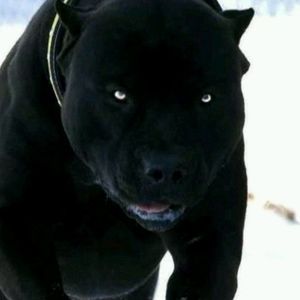 Meet your Posher, Gilberto